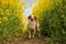 A beautiful long haired small mixed dog portrait in the track in a rape seed field