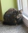 A beautiful long-haired tortie cat sits on a windowsill without an eye.