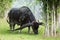 Beautiful long horned buffalo