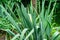 Beautiful long leaves Yucca filamentosa with flower bud in spring garden