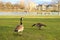 beautiful long-necked birds, Branta canadensis, Canada geese, beautiful waterfowl with webbed feet walks along shore of a city