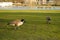 beautiful long-necked birds, Branta canadensis, Canada geese, beautiful waterfowl with webbed feet walks along shore of a city