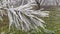 Beautiful long pine needles with white hoarfrost. Frozen branches of an evergreen plant. Trees froze in a terrible frost. Ice