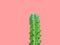 Beautiful long prickly green cactus with thorns on pink background. Creative poster banner template for 5 May holiday gardening