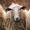 A beautiful long wool hair sheep looking at the camera