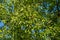 Beautiful longevity large camphor tree Cinnamomum camphora common camphor wood or camphor laurel with evergreen leaves
