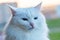 Beautiful longhair cat with white fur and big blue eyes, long white mustache and neat fluffy ears