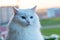 Beautiful longhair cat with white fur and big blue eyes, long white mustache and neat fluffy ears