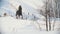 Beautiful longhaired female rider riding a black horse through the snow along the path, dogs running nearby