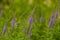 A beautiful longleaf speedwell flowering in a summer meadow.