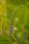 A beautiful longleaf speedwell flowering in a summer meadow.