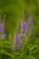 A beautiful longleaf speedwell flowering in a summer meadow.