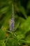 A beautiful longleaf speedwell flowering in a summer meadow.