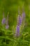 A beautiful longleaf speedwell flowering in a summer meadow.