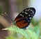 Beautiful longwing butterfly