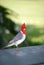 Beautiful Look at Crested Red Cardinal Songbird