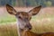 Beautiful look deer stag meadow forest nature natural park life wildlife Romania