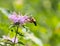 Beautiful look at hummingbird hawk-moth visiting purple flower in the meadow