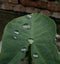 The beautiful look of rain drops on a green leave