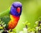 Beautiful Lorikeet with vibrant colours