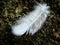 Beautiful lost Bird feather