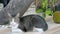 Beautiful lost gray cat in a collar on a city street near an exotic breadfruit fruit