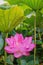 Beautiful lotus bloomed in the pond of Ueno Park, Tokyo, Japan