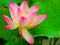 Beautiful Lotus Flower