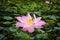 Beautiful lotus flower in blooming