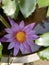 Beautiful lotus flower captured in the home garden.