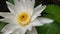 Beautiful Lotus Flower . Close focus with green leaf in in pond, deep blue water surface