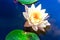 Beautiful Lotus Flower . Close focus with green leaf in in pond, deep blue water surface