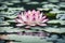 A beautiful Lotus flower floating above the water. Waterlily in garden pond