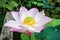 Beautiful Lotus Flower (Nelumbo sp.) in a Pond