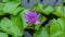 Beautiful lotus flower in the pond time lapse video nature footage.