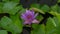 Beautiful Lotus flower in the pond Time Lapse video nature footage.