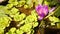 Beautiful Lotus flower. Purple Water Lily Plant. 4K.