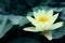Beautiful lotus and leaves on water, symbolic flower in Buddhism. Indian religion