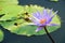 Beautiful lotus in pond