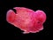 Beautiful louhan exotic pet fish in aquarium, flowerhorn chiclid fish, crossbreed