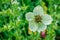 A beautiful Love-in-a-Mist or Nigella, Nigella damascena, flower growing in a garden in the UK