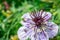 A beautiful Love-in-a-Mist or Nigella, Nigella damascena, flower growing in a garden in the UK