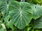 Beautiful love-shaped leaf of Philodendron Gloriosum with white veins