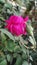 Beautiful love sign pink rose