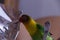 Beautiful Lovebird agapornis eating breakfast