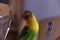 Beautiful Lovebird agapornis eating breakfast