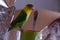 Beautiful Lovebird agapornis eating breakfast