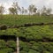 Beautiful lovely awesome image of green teaplants of Kerala
