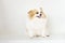 Beautiful and lovely dogs,white and brown furry Pomeranian