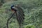 Beautiful lovely Indian peafowl also known as blue peafowl perched on a twig in nature